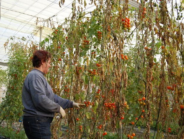 Las cosechas de pepinos, guisantes y tomates, las m&aacute;s afectadas por el temporal. / Rosa Fern&aacute;ndez