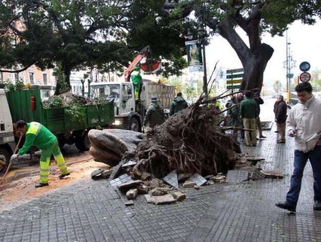Operarios limpian la calle tras desplomarse un ficus de 13 toneladas en el centro de M&aacute;laga.

Foto: Migue Fern&aacute;ndez, Sergio Camacho, Agencias