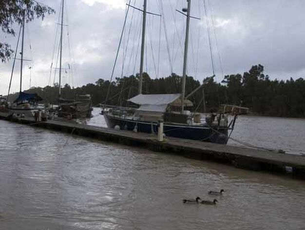 El desembalse de los pantanos est&aacute; provocando crecidas importantes en el Guadalquivir

Foto: Manuel G&oacute;mez