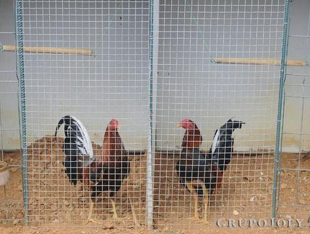 'Caim&aacute;n' (a la izquierda) y 'Juanillo' (derecha), dos gallos de la raza Combatiente Jerezano Espa&ntilde;ol, en sus jaulas, en una granja de Puerto Real

Foto: Borja Benjumeda