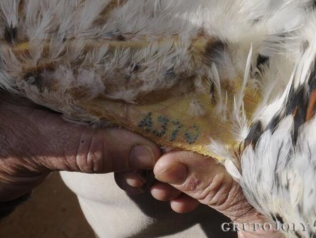Uno de los n&uacute;meros de registro del gallo, tatuado en su ala.

Foto: Borja Benjumeda