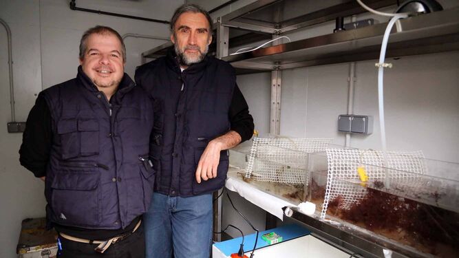 La UMA alberga el único laboratorio de algas polares de España
