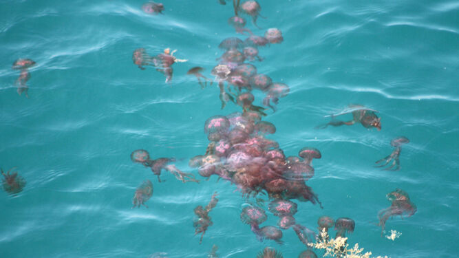 Enjambre de medusas en el mar.