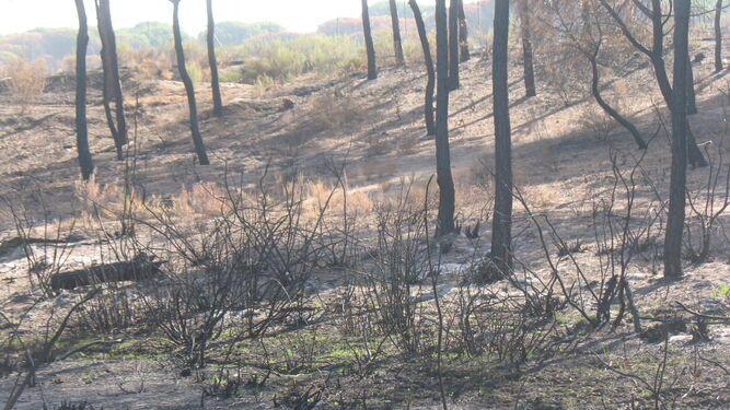 Zona de los pinos centenarios de Galé, donde el incendio afectó a algunos pastos.