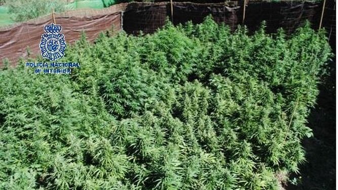 Plantación de marihuana desmantelada.