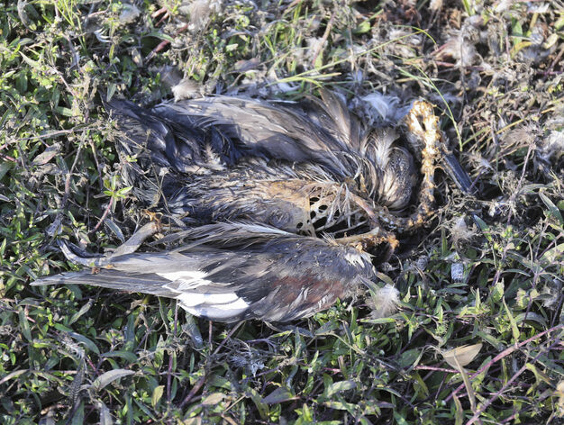 Aparecen cientos de aves y peces muertos en el r&iacute;o Guadalhorce