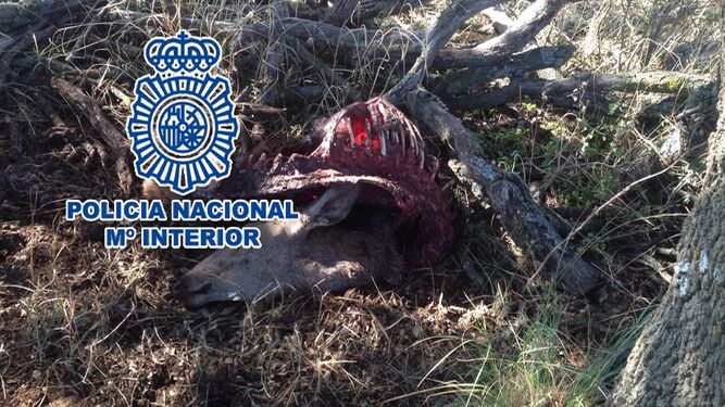 Arrestados cinco cazadores furtivos sorprendidos en una finca de Antequera.