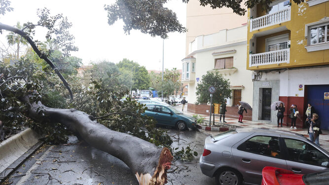 Caída de un árbol en el centro de Málaga.