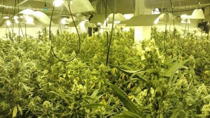 Imagen de archivo de una plantación 'indoor' de marihuana descubierta por la Guardia Civil.