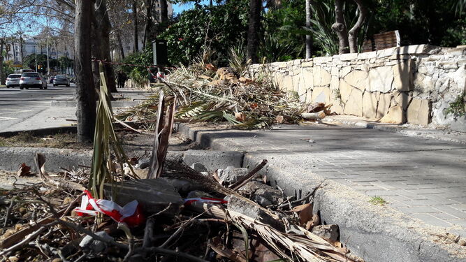 Los restos de la palmera caída ayer apilados en el lateral de la acera del Paseo de los Curas.