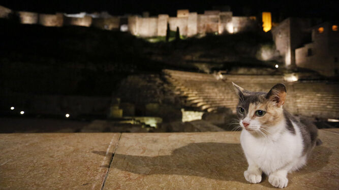 Un gato junto al Teatro Romano, en una imagen de archivo.