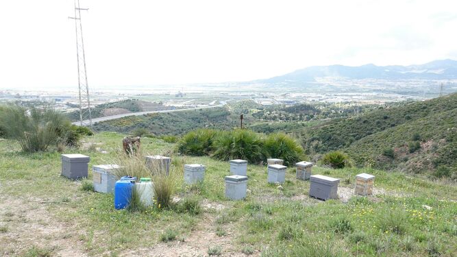 Las colmenas instaladas por la asociación Bee Garden.
