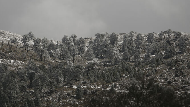La nieve vuelve a las cumbres de la Serranía de Ronda