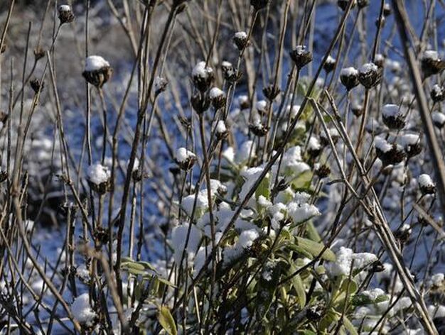 Flores heladas por la nevada y el fr&iacute;o.

Foto: B.Vargas/Juan Carlos V&aacute;zquez