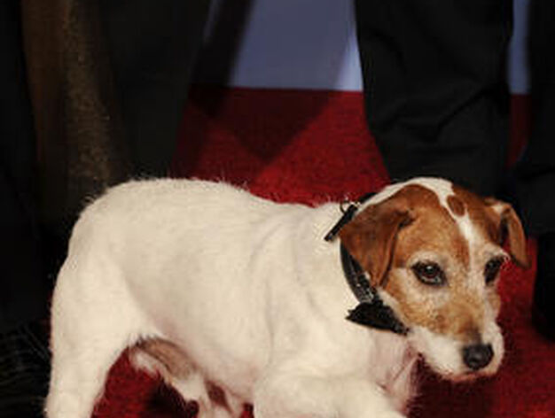 Uggie, el perro de la pel&iacute;cula 'The artist', Globo de Oro a mejor comedia o musical. / AFP