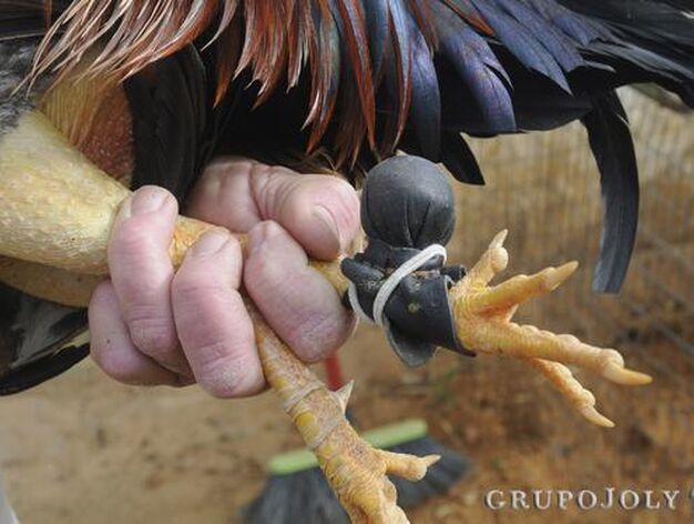 Bolillos o guantes cubren los espolones del gallo 'Juanillo', en Puerto Real.

Foto: Borja Benjumeda