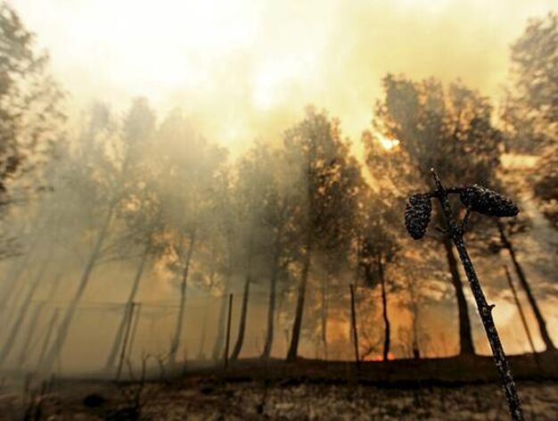 El fuego arrasa miles de hect&aacute;reas en comarcas del interior de la provincia de Valencia.

Foto: EFE
