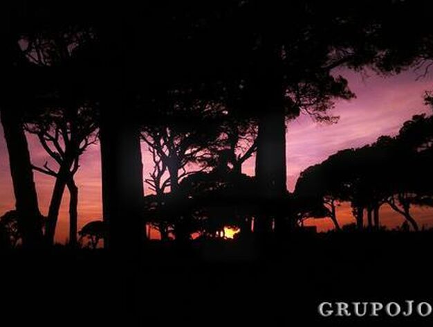 Atardecer en los pinares de Chipiona

Foto: Jos&eacute; Mar&iacute;a Lorenzo Gonz&aacute;lez