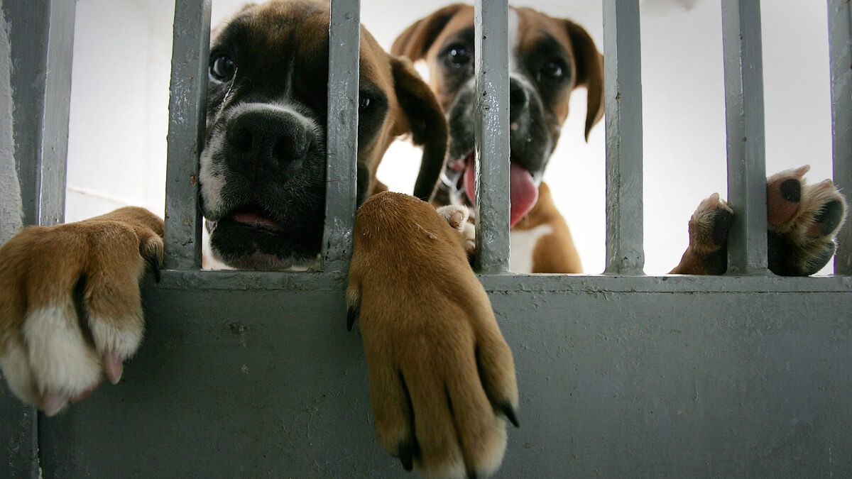 salami colgar sentido común Apoyo a la adopción gratuita de perros