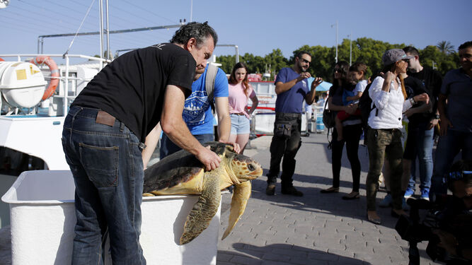 Sueltan una tortuga tras ser atendida en el Aula del Mar y expulsar restos de plástico