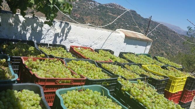 Uvas cosechadas para los vinos tempranos.