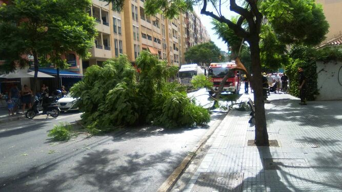 Árbol en medio de calzada en la calle Almería de la capital.