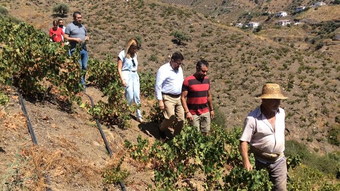 Visita ayer del consejero de Agricultura a una explotación de viñedo de El Borge.