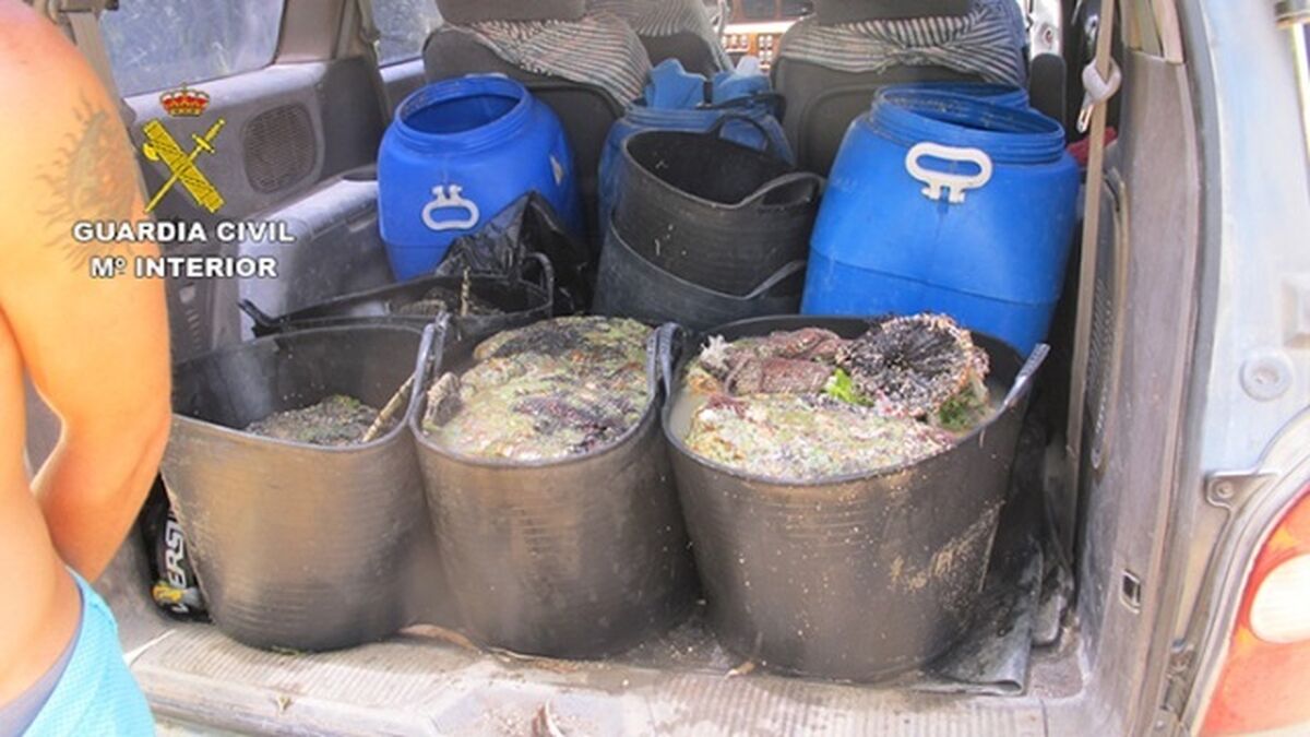 Intervienen tres toneladas de ortiguillas capturadas y puestas a la venta ilegalmente.