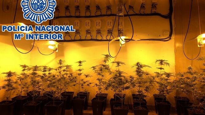 La Policía Nacional interviene 961 plantas de marihuana.