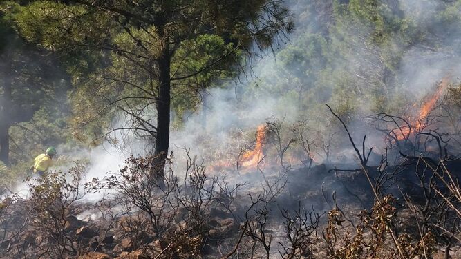 Un incendio forestal en el paraje Finca La Resinera de Benahavís