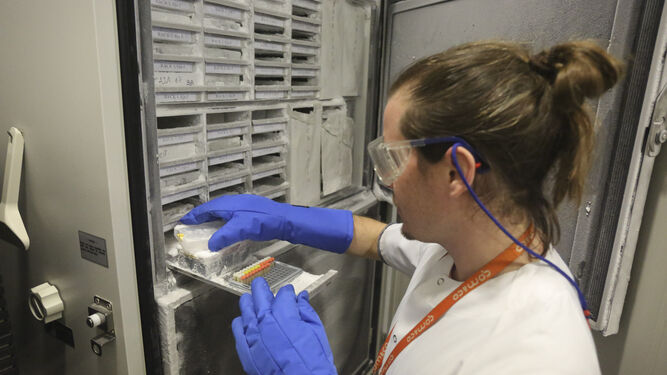 Álvaro Jiménez, técnico del Biobanco, extrae muestras de uno de los congeladores.