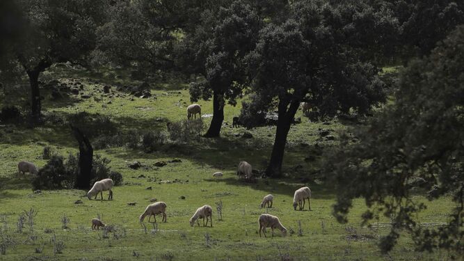 Un rebaño de ovejas pastando en un prado de la serranía de Ronda.