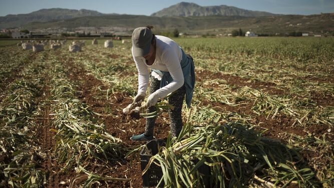 Una agricultora trabajando en la Vega de Antequera.