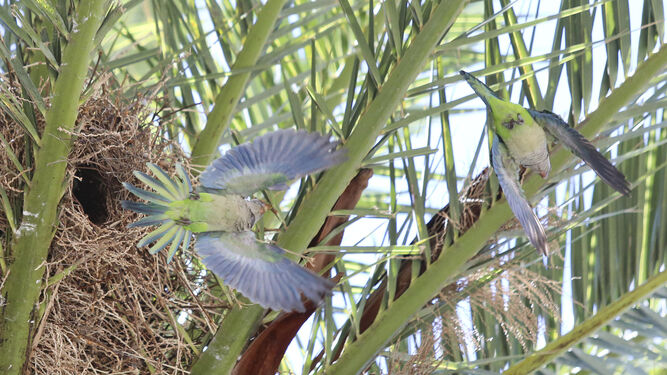 Dos cotorras salen de su nido en una palmera en la Alameda de Colón