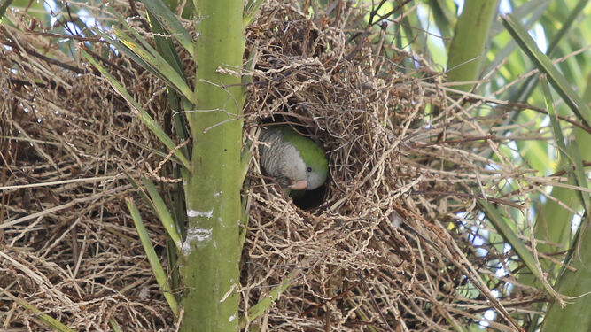 Una cotorra dentro de su nido en una palmera de la Alameda de Colón.