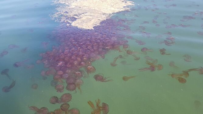 Una concentración de medusas en la zona de Torremolinos.