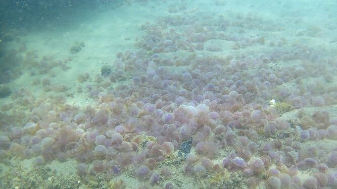 Enjambre de medusas localizado en el fondo del mar.
