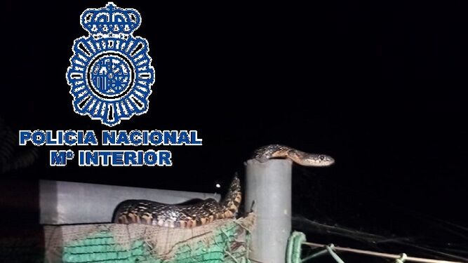 La Policía Nacional atrapa una serpiente de más de un metro en el patio de una vivienda en Málaga