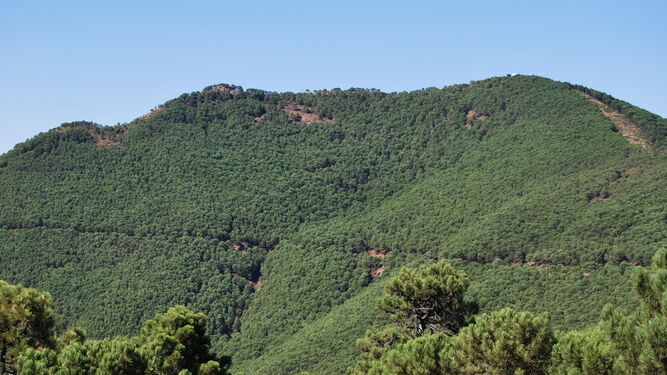Los bosques que hacen de Málaga una joya sin igual