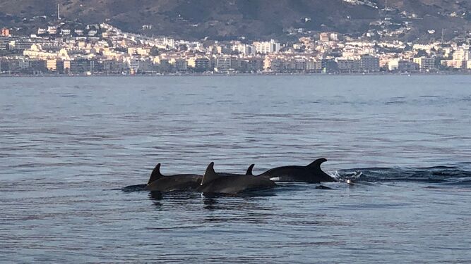 Imagen de los delfines que se acercaron ayer hasta las costas malagueñas para alimentarse de las plagas de medusas.