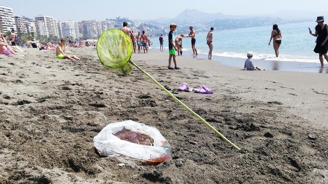 Medusas recogidas el pasado viernes en La Malagueta
