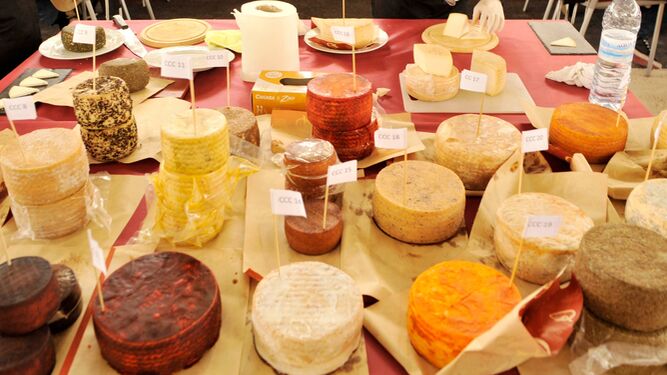 Varios quesos en exposición.