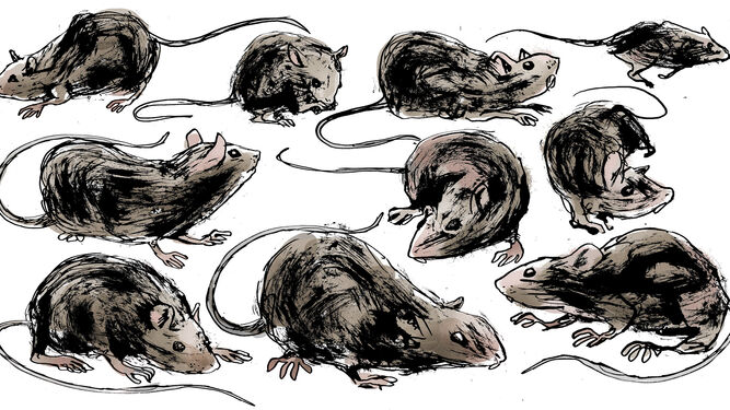 Ilustración de ratas.