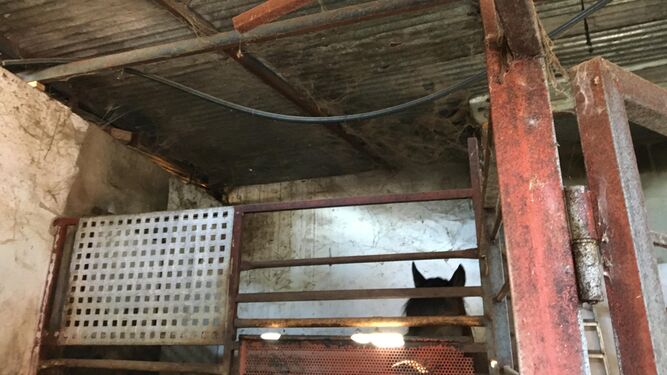Hierros sueltos, cables, telarañas y suciedad en una de las cuadras de caballos de carruajes de Marbella.