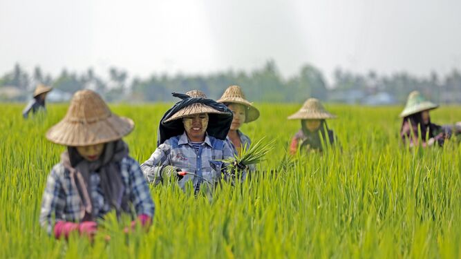 Recolección del arroz en Birmania