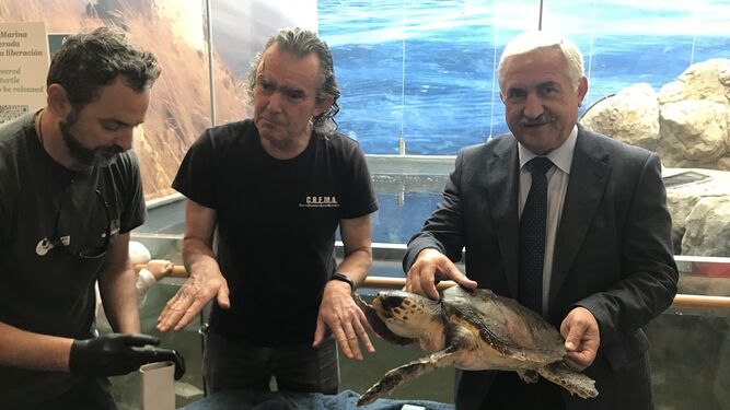 El concejal de Medio Ambiente, José Del Río, sostiene una tortuga marina en el Aula del Mar.