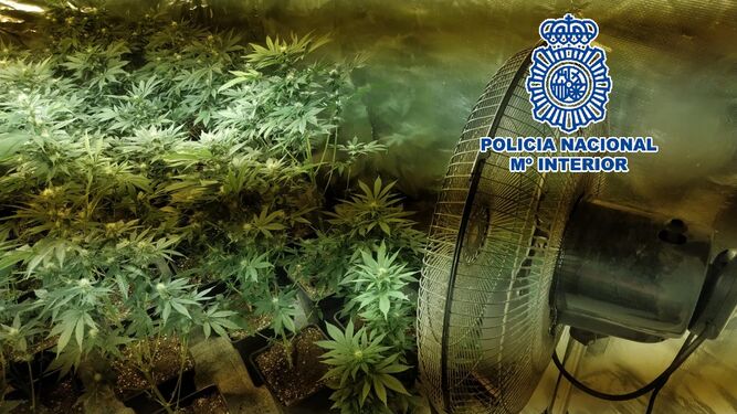 Un  ventilador y plantas de marihuana encontradas en un piso de Palma-Palmilla