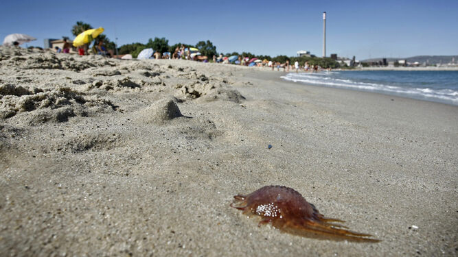 Medusa en una playa.
