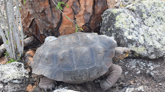 Las fotograf&iacute;as de B&aacute;rbara Sell&eacute;s en una isla desierta para estudiar tortugas