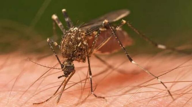 Un mosquito sobre la piel de una persona